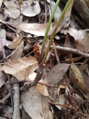 Davallia solida pyxidata