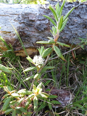 Rhododendron tomentosum