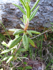 Rhododendron tomentosum