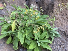 Nidorella nobrei