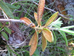 Rhododendron tomentosum