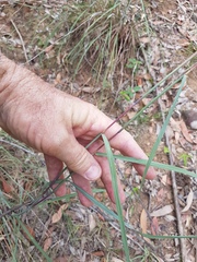 Cymbopogon refractus