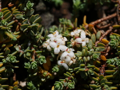 Pimelea prostrata seismica