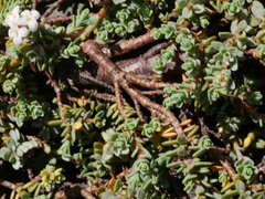 Pimelea prostrata seismica