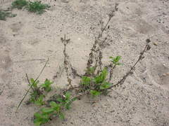 Saponaria officinalis