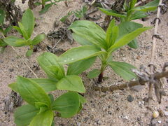 Saponaria officinalis