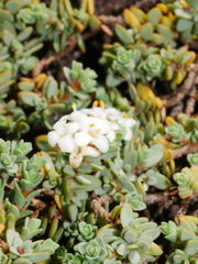 Pimelea prostrata seismica