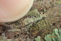 Rinodina