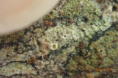 Rinodina