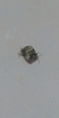 Clogmia