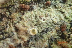 Rinodina