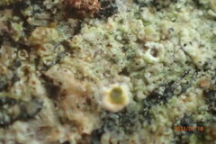 Rinodina