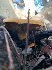 Omphalotus olivascens