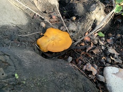 Omphalotus olivascens