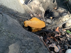 Omphalotus olivascens