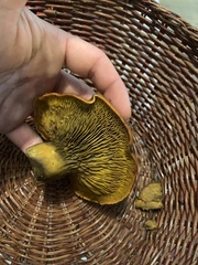 Omphalotus olivascens