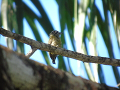 Picumnus exilis