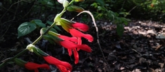 Salvia gesneriiflora