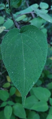 Salvia gesneriiflora