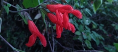 Salvia gesneriiflora