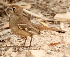 Drymodes brunneopygia