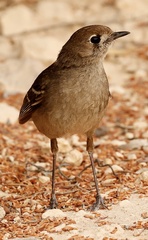 Drymodes brunneopygia