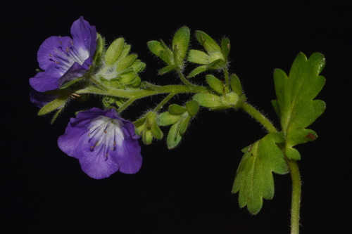 Image of Phacelia patuliflora by (c) Brian Finzel, some rights reserved (CC BY-SA)