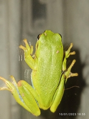 Dendropsophus molitor
