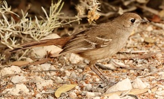 Drymodes brunneopygia