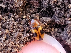 Poecilocrypticus formicophilus