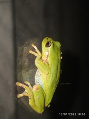 Dendropsophus molitor