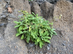 Nidorella nobrei