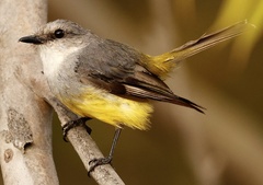Eopsaltria griseogularis
