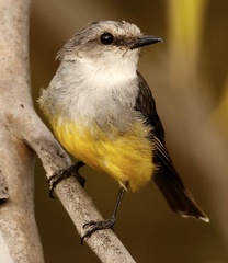 Eopsaltria griseogularis