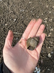 Heterogen japonica
