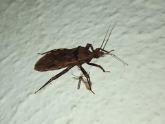 Panstrongylus geniculatus