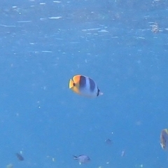 Chaetodon ulietensis