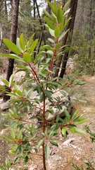 Arbutus arizonica