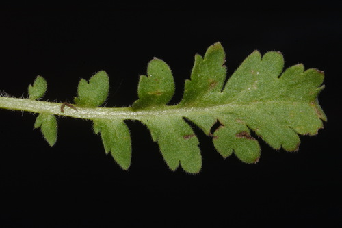 Image of Phacelia patuliflora by (c) Brian Finzel, some rights reserved (CC BY-SA)