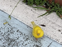 Serinus canaria domesticus