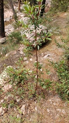 Arbutus arizonica