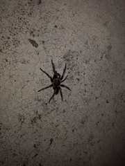 Aphonopelma seemanni