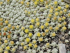 Raoulia hookeri hookeri