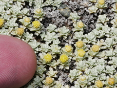 Raoulia hookeri hookeri