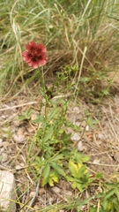 Potentilla thurberi