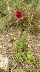 Potentilla thurberi