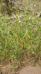 Mirabilis longiflora