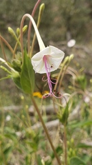 Mirabilis longiflora