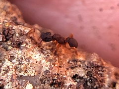 Cyphomyrmex rimosus