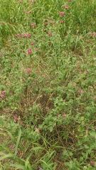 Salvia lemmonii